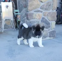 Alaska, a male Akita for sale in Alamosa, CO – 2 of 5