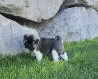 Alaska, a male Akita for sale in Alamosa, CO – 5 of 5