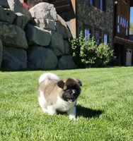 Jewel, a male Akita for sale in Alamosa, CO – 3 of 5