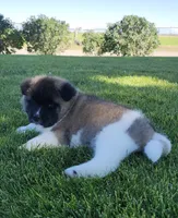 Jewel, a male Akita for sale in Alamosa, CO – 5 of 5