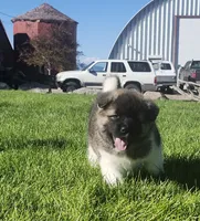 Alaska, a male Akita for sale in Alamosa, CO – 3 of 5