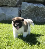 Jewel, a male Akita for sale in Alamosa, CO – 4 of 5