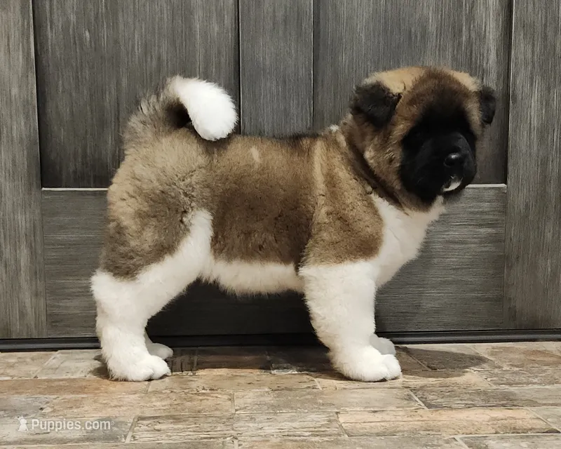 Little Bear – Akita puppy for sale in Alamosa, CO