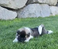 Alaska, a male Akita for sale in Alamosa, CO – 4 of 5