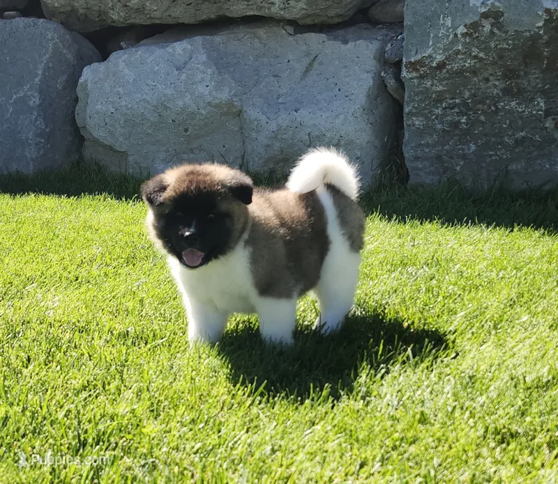 Jewel – Akita puppy for sale in Alamosa, CO