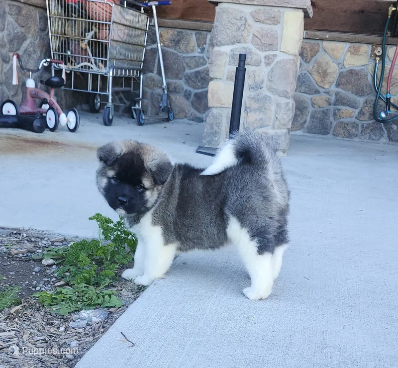 Alaska – Akita puppy for sale in Alamosa, CO