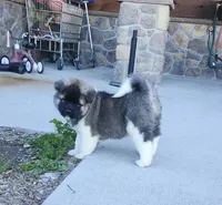 Alaska, a male Akita for sale in Alamosa, CO – 1 of 5