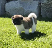Jewel, a male Akita for sale in Alamosa, CO – 2 of 5