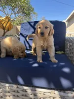 Jax Boy, a male Golden Retriever for sale in Costa Mesa, CA – 3 of 6