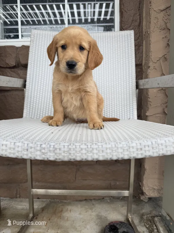  Baby  boy – Golden Retriever puppy for sale in Costa Mesa, CA