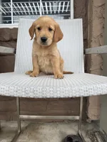  Baby  boy, a male Golden Retriever for sale in Costa Mesa, CA – 1 of 4