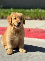 Charlie  Boy, a male Golden Retriever for sale in Costa Mesa, CA – Photo 2 of 2