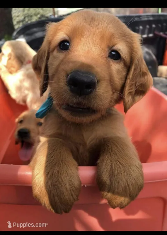 Charlie  Boy, a male Golden Retriever for sale in Costa Mesa, CA – Photo 1 of 1