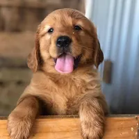 Jax Boy, a male Golden Retriever for sale in Costa Mesa, CA – 1 of 1