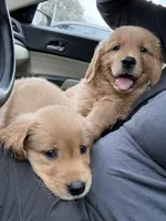 Jax Boy, a male Golden Retriever for sale in Costa Mesa, CA – 2 of 2