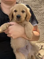 Jax Boy, a male Golden Retriever for sale in Costa Mesa, CA – 2 of 6