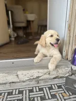  Baby  Girl, a female Golden Retriever for sale in Costa Mesa, CA – 3 of 3