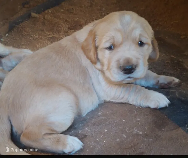  Baby  Girl – Golden Retriever puppy for sale in Costa Mesa, CA