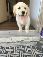  Baby  Girl, a female Golden Retriever for sale in Costa Mesa, CA – 2 of 3