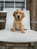  Baby  boy, a male Golden Retriever for sale in Costa Mesa, CA – 2 of 4