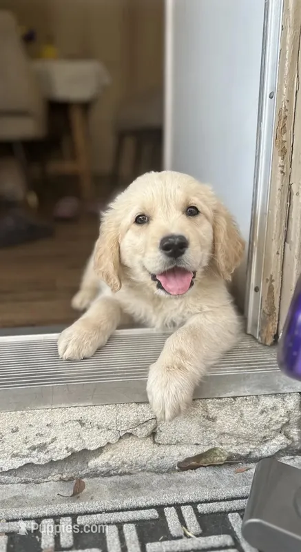  Baby  Girl – Golden Retriever puppy for sale in Costa Mesa, CA