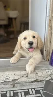  Baby  Girl, a female Golden Retriever for sale in Costa Mesa, CA – 1 of 3