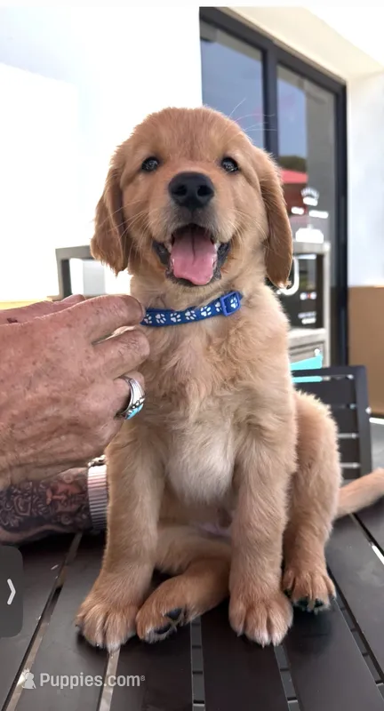 Jax Boy – Golden Retriever puppy for sale in Costa Mesa, CA