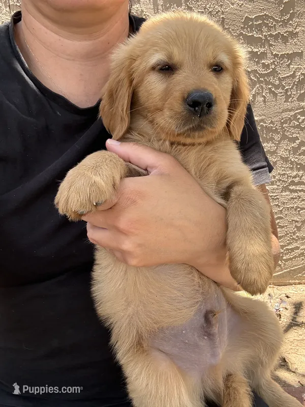 Jax Boy – Golden Retriever puppy for sale in Costa Mesa, CA