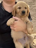 Jax Boy, a male Golden Retriever for sale in Costa Mesa, CA – 1 of 6