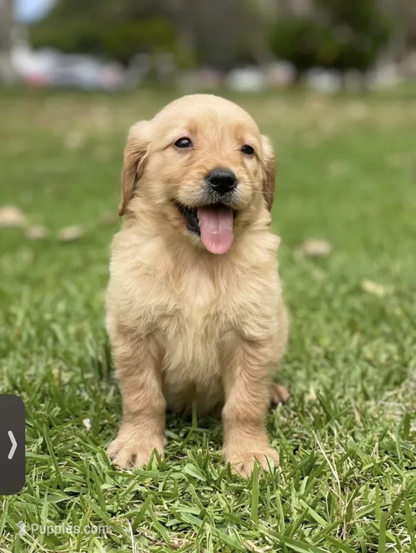  Baby  Girl – Golden Retriever puppy for sale in Costa Mesa, CA