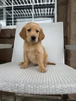  Baby  boy, a male Golden Retriever for sale in Costa Mesa, CA – 4 of 4