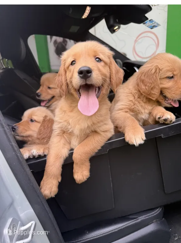 Baby  boy – Golden Retriever puppy for sale in Costa Mesa, CA