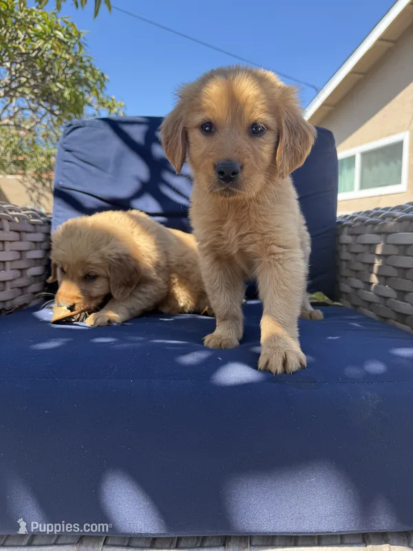 Jax Boy – Golden Retriever puppy for sale in Costa Mesa, CA