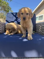 Jax Boy, a male Golden Retriever for sale in Costa Mesa, CA – 5 of 6