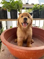 Baby Girl, a female Golden Retriever for sale in Costa Mesa, CA – Photo 1 of 2
