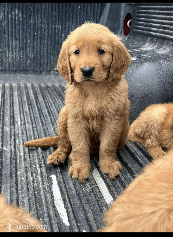 Baby Girl – Golden Retriever puppy for sale in Costa Mesa, CA