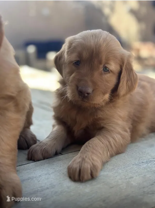 Pinky Nose Baby  Girl – Golden Retriever puppy for sale in Costa Mesa, CA