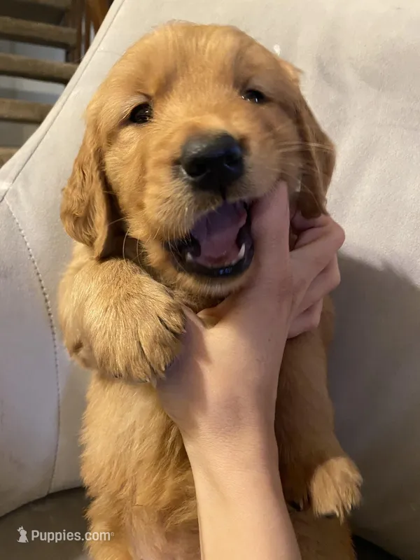  Baby  Girl – Golden Retriever puppy for sale in Costa Mesa, CA