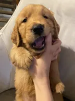  Baby  Girl, a female Golden Retriever for sale in Costa Mesa, CA – Photo 2 of 3
