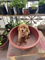 Baby Girl, a female Golden Retriever for sale in Costa Mesa, CA – Photo 2 of 2