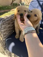 Jax Boy, a male Golden Retriever for sale in Costa Mesa, CA – 6 of 6