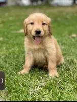  Baby  Girl, a female Golden Retriever for sale in Costa Mesa, CA – 2 of 2
