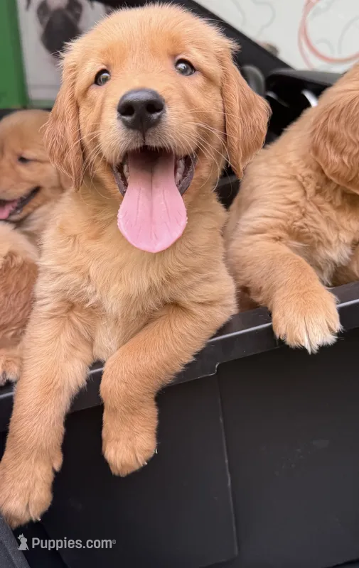 Jax Boy – Golden Retriever puppy for sale in Costa Mesa, CA