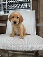  Baby  boy, a male Golden Retriever for sale in Costa Mesa, CA – 3 of 4