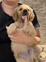 Jax Boy, a male Golden Retriever for sale in Costa Mesa, CA – 4 of 6