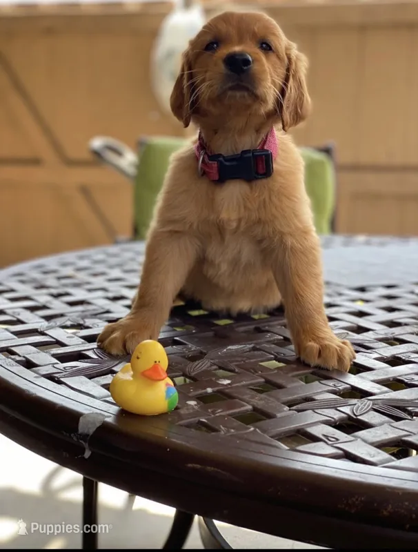  Baby  Girl – Golden Retriever puppy for sale in Costa Mesa, CA