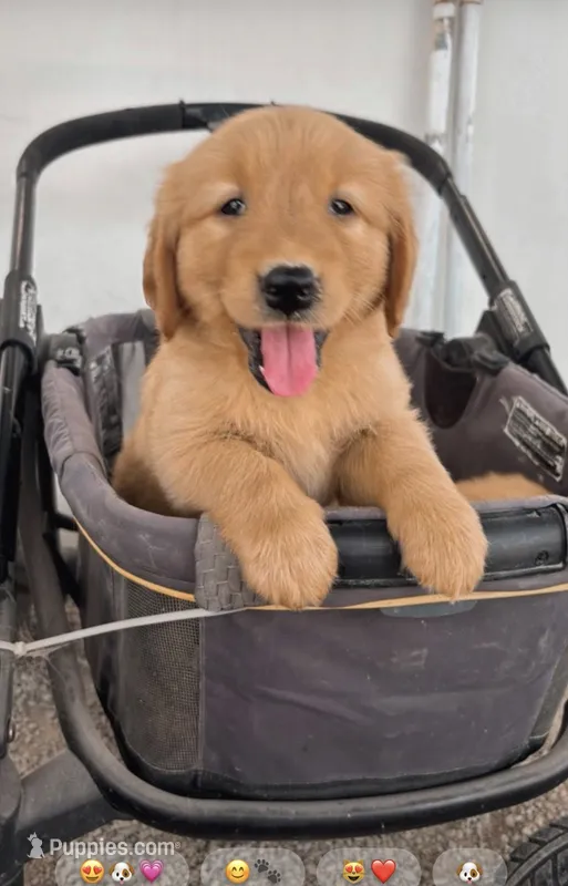  Baby  Girl – Golden Retriever puppy for sale in Costa Mesa, CA
