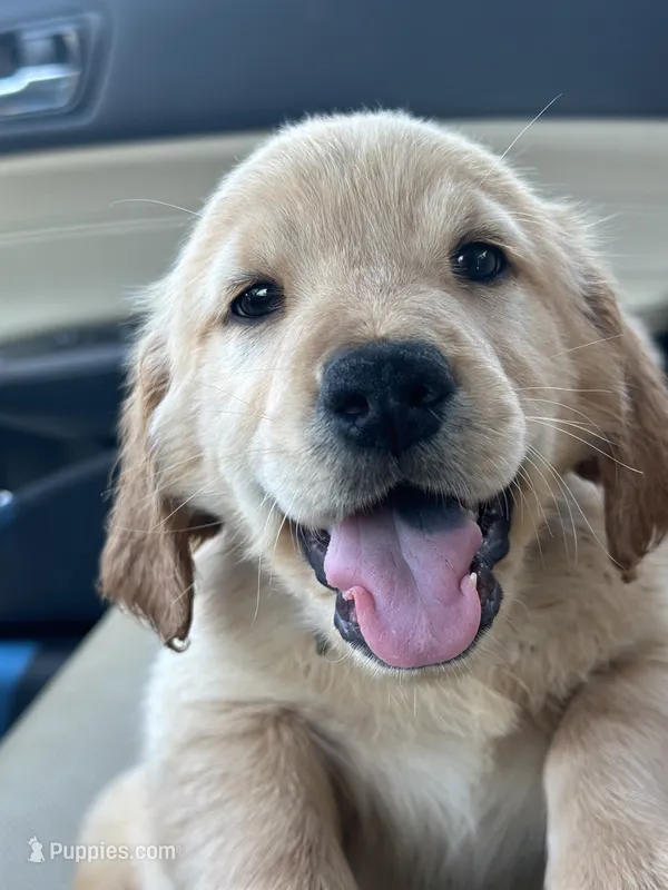 Jax Boy – Golden Retriever puppy for sale in Costa Mesa, CA