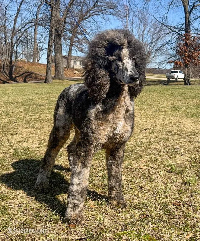 Ruger AKC – Poodle - Standard  puppy for sale in Dowagiac, MI