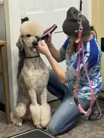 Brodie AKC OFA, a male Poodle - Standard  for sale in Dowagiac, MI – Photo 4 of 4